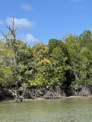 Xylocarpus moluccensis