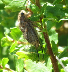 Tibicinina