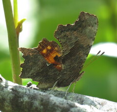 Polygonia oreas