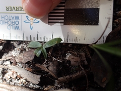 Arthrochilus prolixus