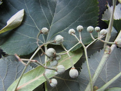Tilia mandshurica