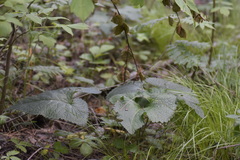 Phlomoides tuberosa