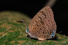 Arhopala athada