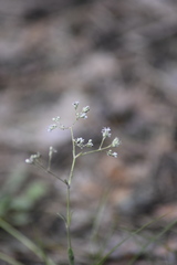 Gypsophila altissima