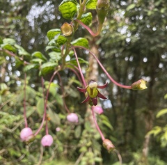 Burmeistera sodiroana