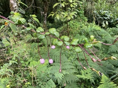 Burmeistera sodiroana