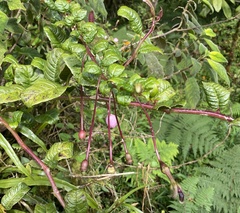 Burmeistera sodiroana