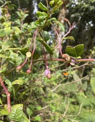 Burmeistera sodiroana