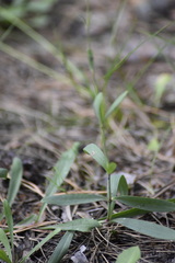 Gypsophila altissima