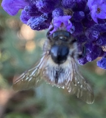 Bombus humilis