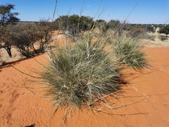 Stipagrostis amabilis