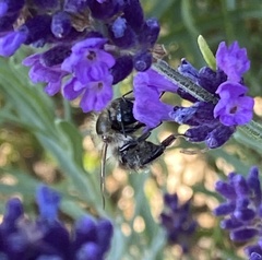 Bombus humilis