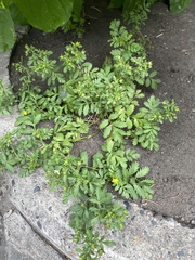 Potentilla paradoxa
