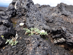 Stellaria eschscholtziana