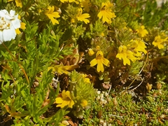 Euphrasia minima