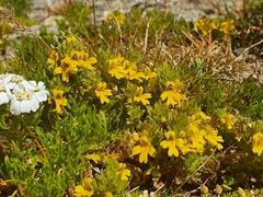 Euphrasia minima