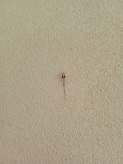 Sympecma fusca