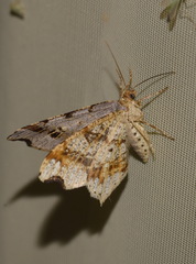 Macaria alternata