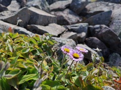 Erigeron thunbergii