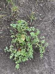 Potentilla paradoxa