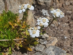 Achillea erba-rotta