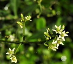 Zanthoxylum asiaticum