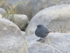 Phoenicurus fuliginosus