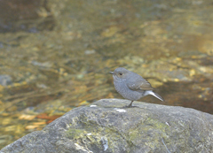 Phoenicurus fuliginosus