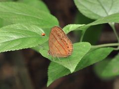 Mycalesis patiana