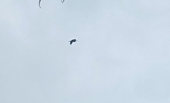 Ixobrychus cinnamomeus