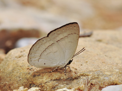 Curetis freda