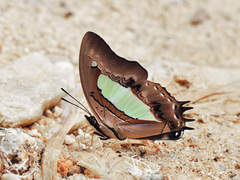 Polyura athamas