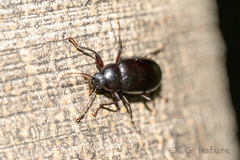 Plesiophthalmus spectabilis