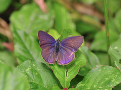 Anthene emolus goberus