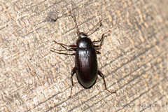 Plesiophthalmus spectabilis