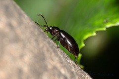 Plesiophthalmus spectabilis