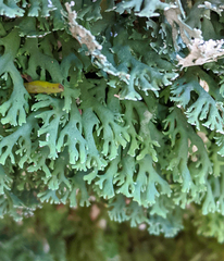 Bunodophoron australe