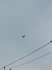 Ixobrychus cinnamomeus