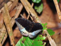 Lexias pardalis dirteana