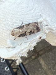 Agrotis puta