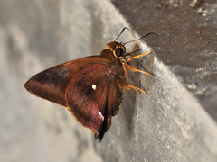 Hasora badra