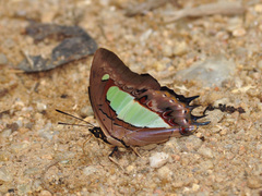 Polyura athamas