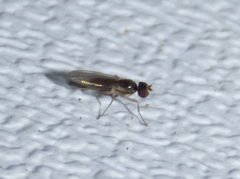 Anthomyzidae