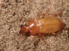 Harpalus griseus