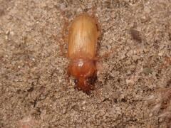 Harpalus griseus
