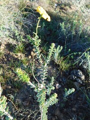 Osteospermum polygaloides polygaloides