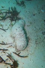 Holothuria fuscopunctata