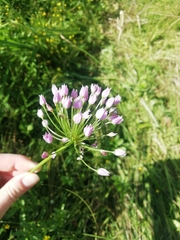 Allium angulosum