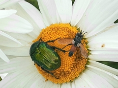 Cylindromyia brassicaria