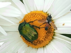 Cylindromyia brassicaria